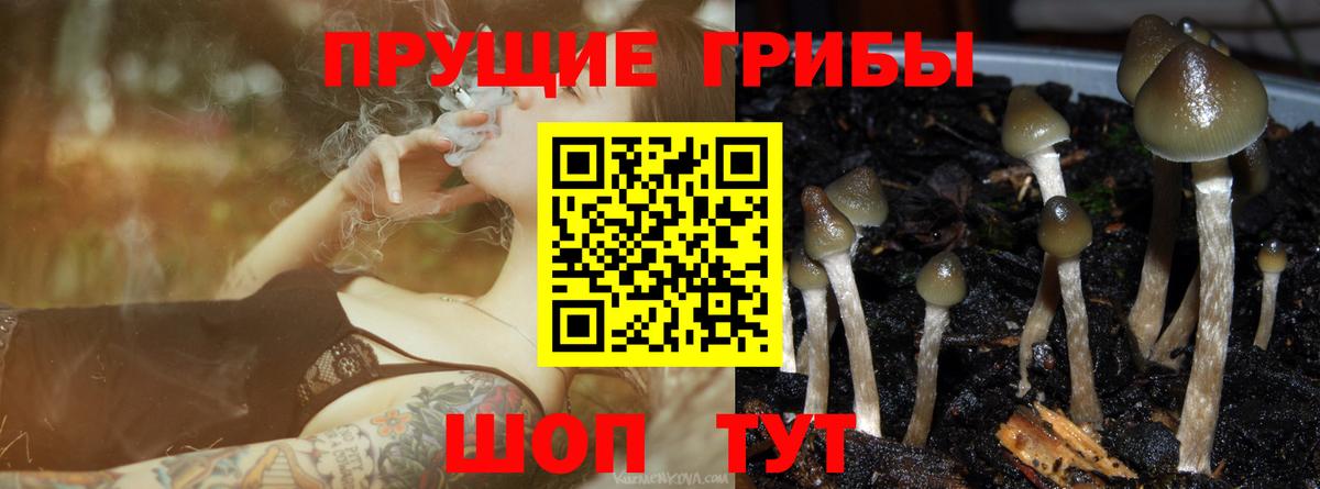 Псилоцибиновые грибы прущие грибы Екатеринбург